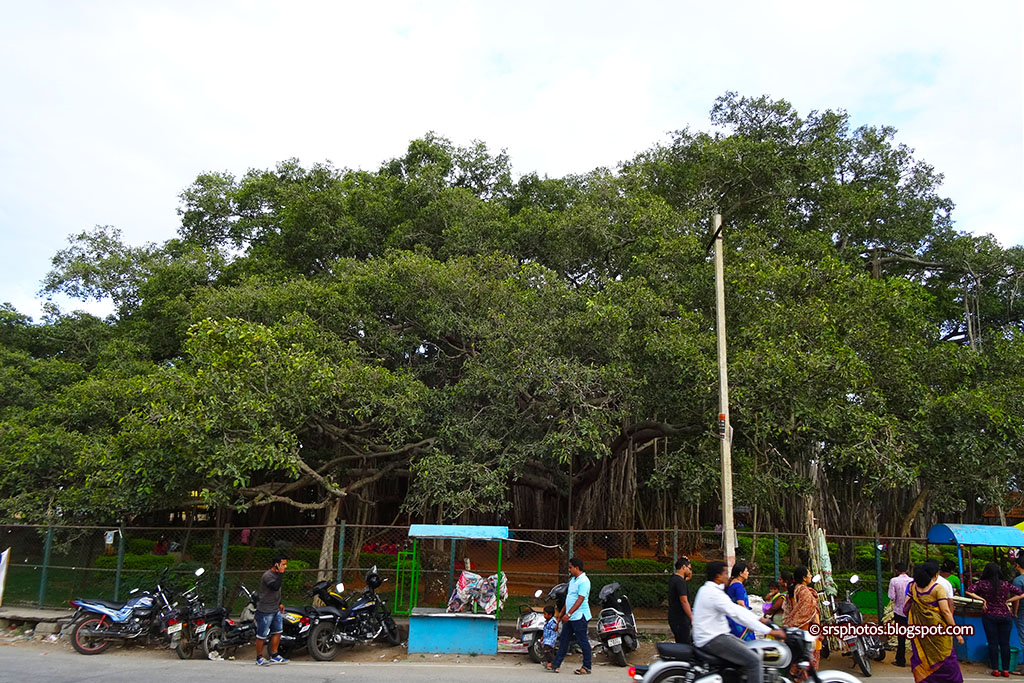  Banyan Tree Apartments Bangalore Address for Simple Design