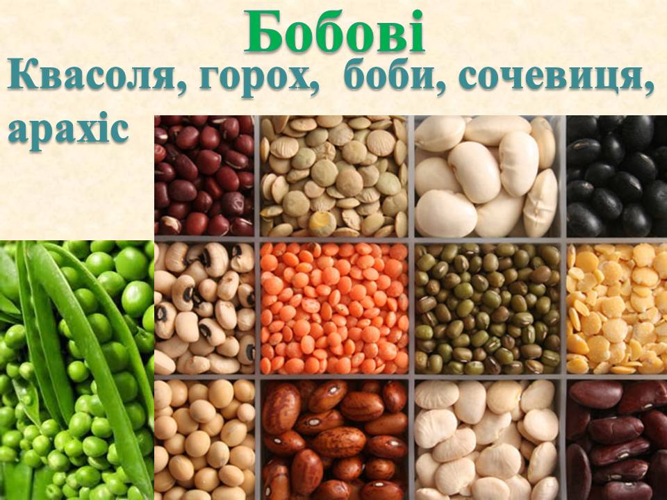 Классификация бобовых. Систематика гороха посевного. Классификация бобовых. Семейство бобовые примеры растений. Классификация плода горох.