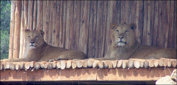 Les Lions de l'Atlas au Zoo de Rabat