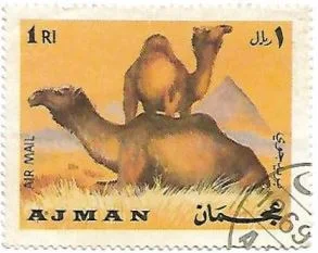 Selo Camelo Árabe
