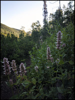 Nettleleaf Giant Hyssop Nettleleaf Giant Hyssop