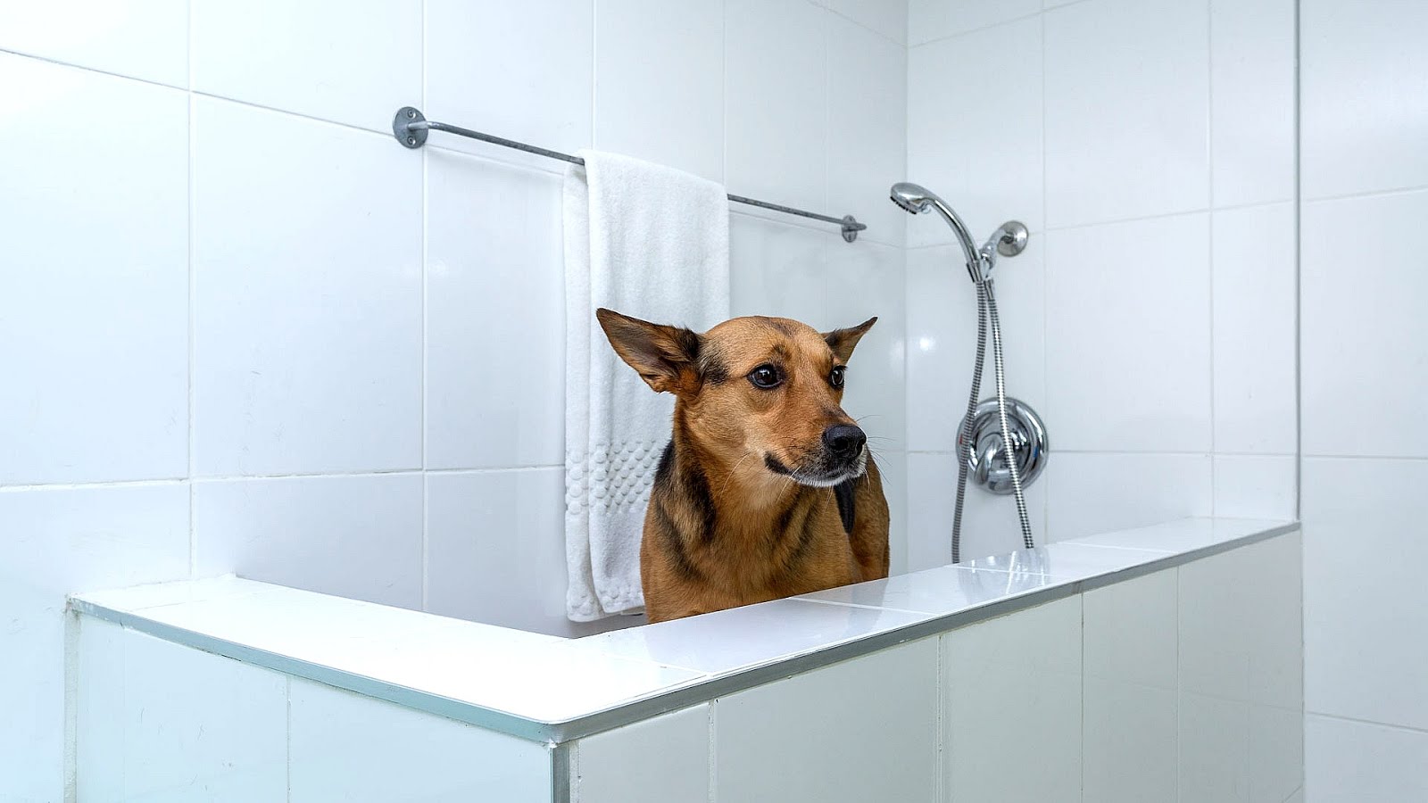 Home Pet Care Services Pet choices