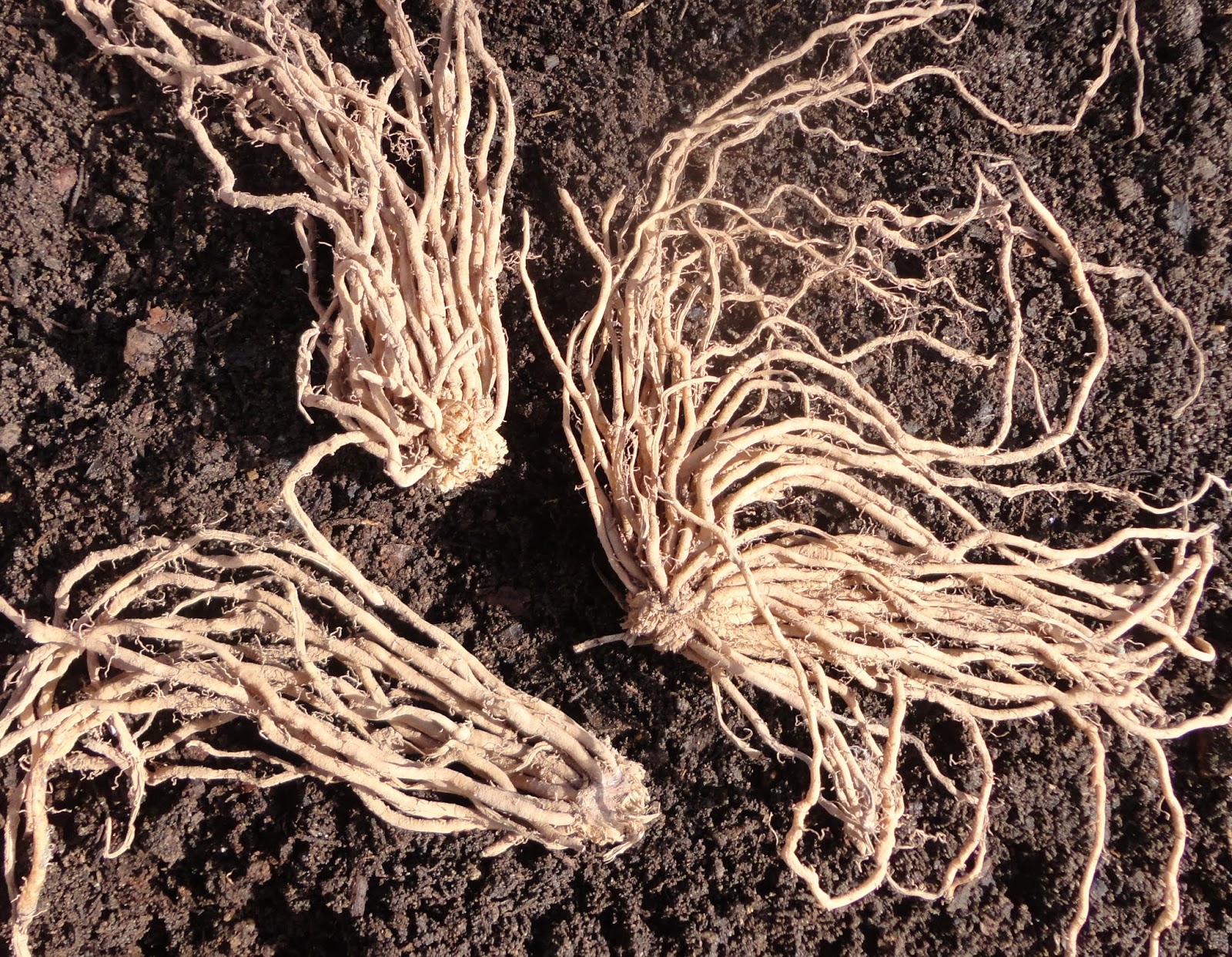 Garras de espárragos sobre el terreno dispuestas para ser plantadas.