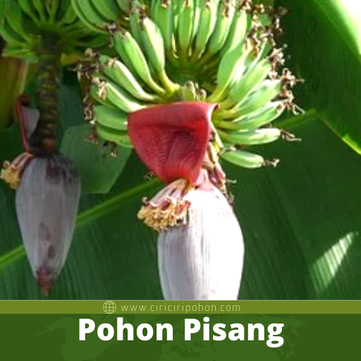 Pohon Pisang