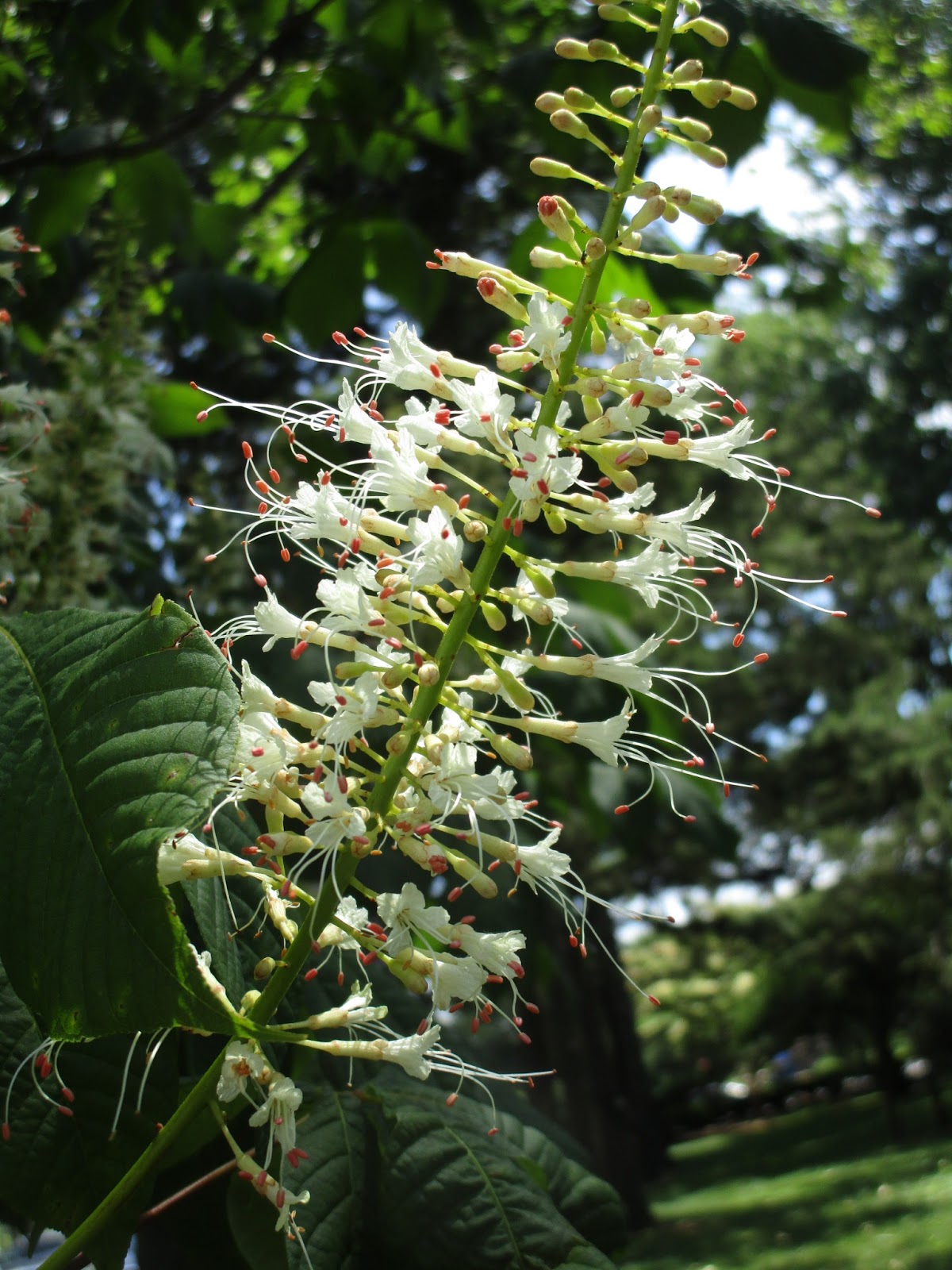 Outside Now: Bottlebrush Buckeye Blooms