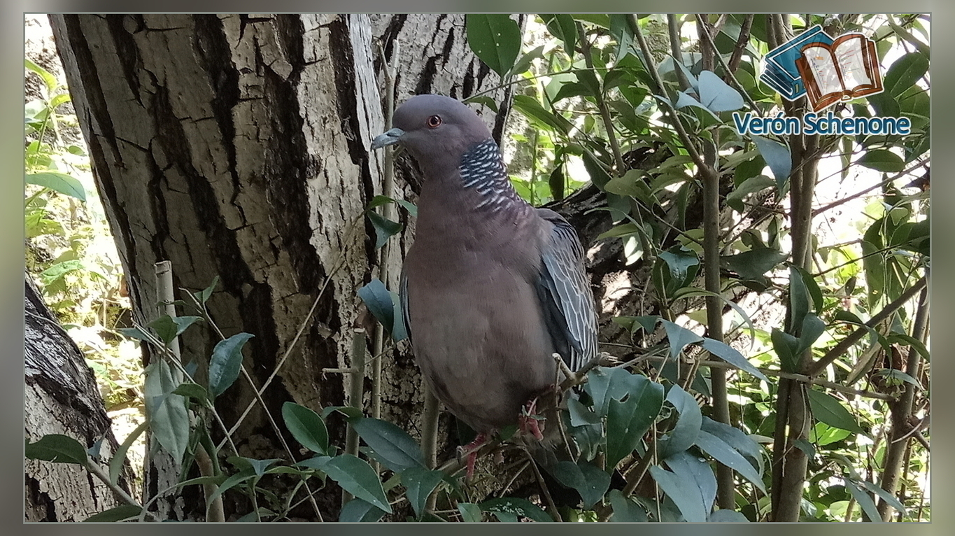 Columbidae (fotografía) (diapositiva 1)