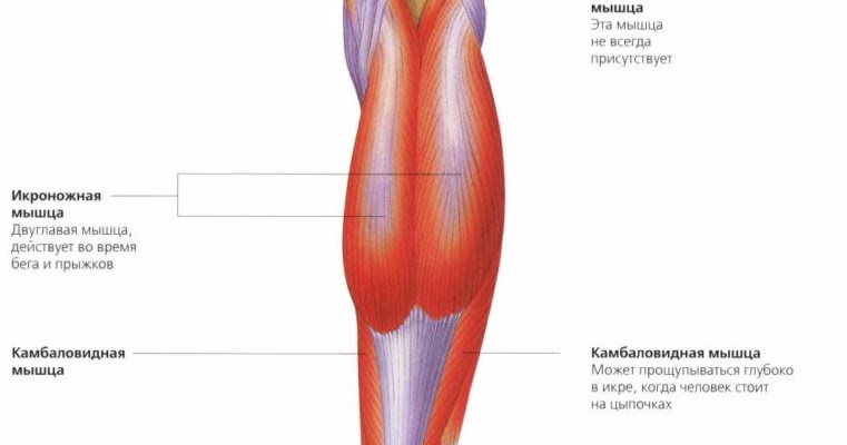 Икроножная мышца какая ткань. Растяжение камбаловидной мышцы симптомы. Разрыв камбаловидной мышцы симптомы. Икроножная мышца голени. Мышцы голени икроножная мышца и камбаловидная.