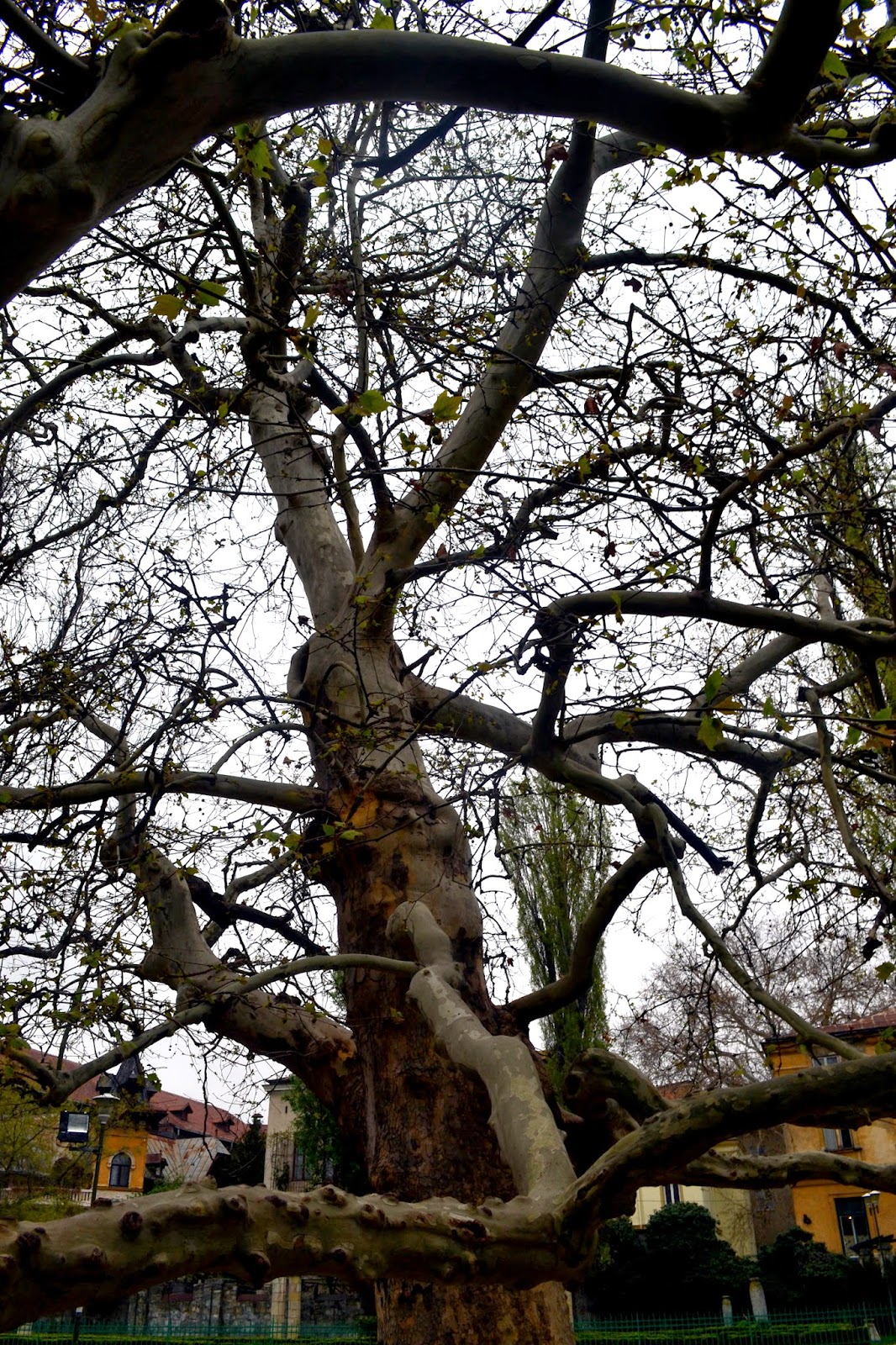 Charming Bucharest Cișmigiu