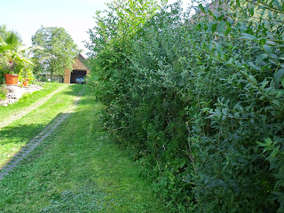 Hecke an der Südgrenze (C) by Joachim Wenk Hecke an der Südgrenze (C) by Joachim Wenk