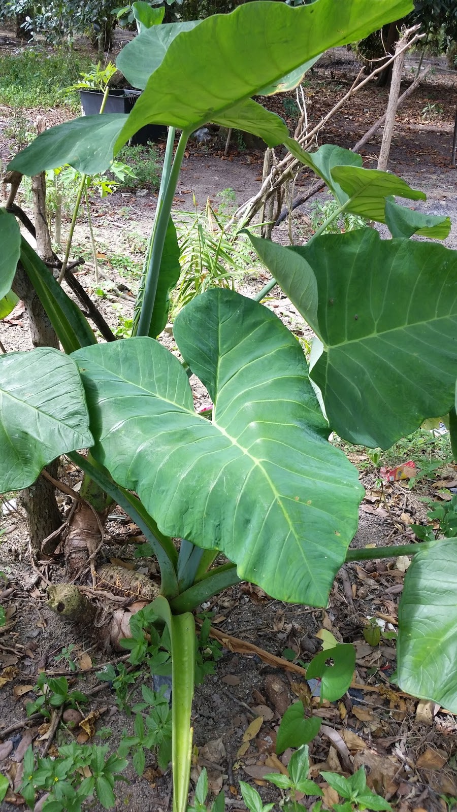 Warisan Petani: Pokok Keladi Sarawak