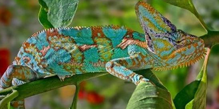 Chameleon change his colours, Really! - Curazy