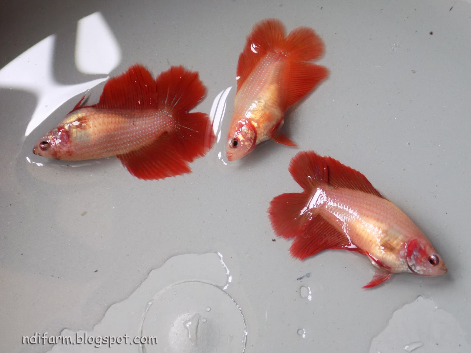Betta SP
