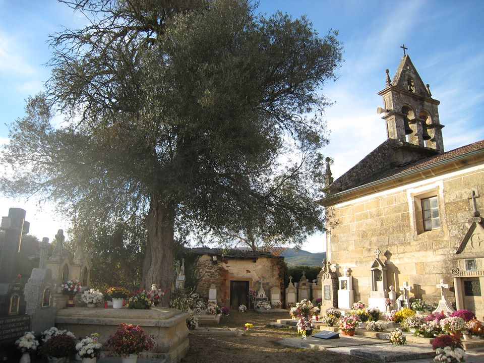 Verín Natural A Oliveira da igrexa de Castro de Laza