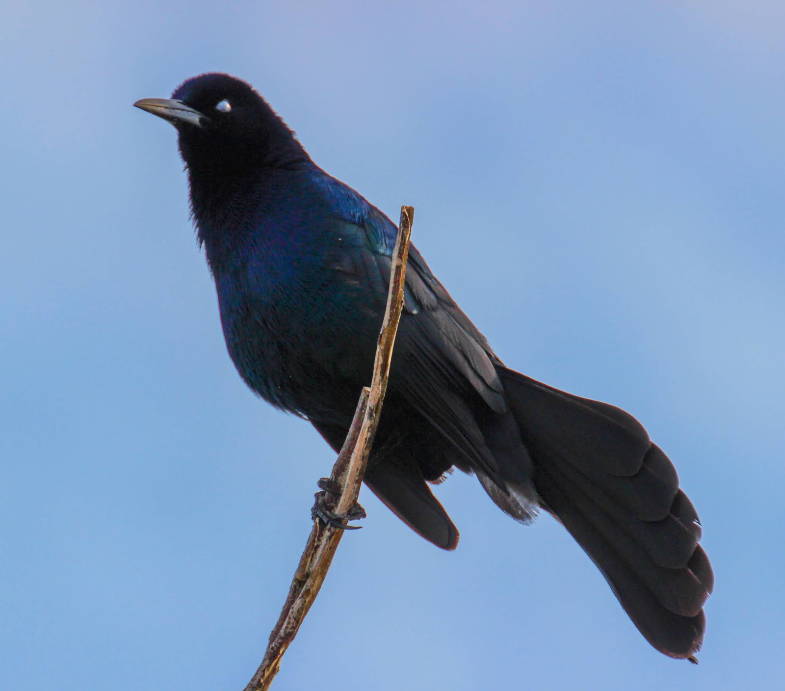 Cannundrums BoatTailed Grackle