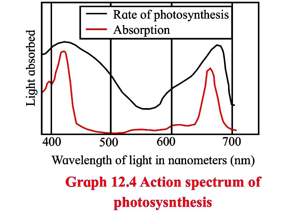 12 photosynthesis part 02 Nature of Light