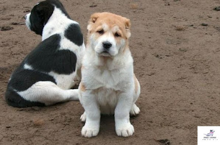 Alabai dog price in India 2022 | Food & diet, Maintenance & Grooming, Training, Size and weight, health problems, Exercise 11 Puppy of Alabai
