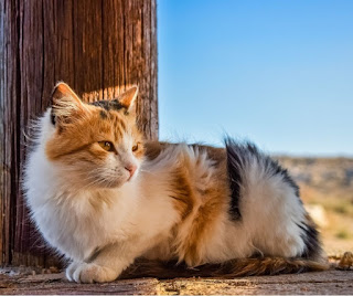 Cat Repellent - How to get rid of Stray Cats Stray cat sitting