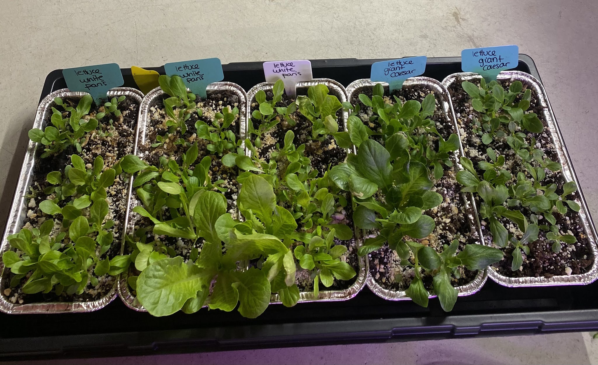 Growing Lettuce Indoors During Winter