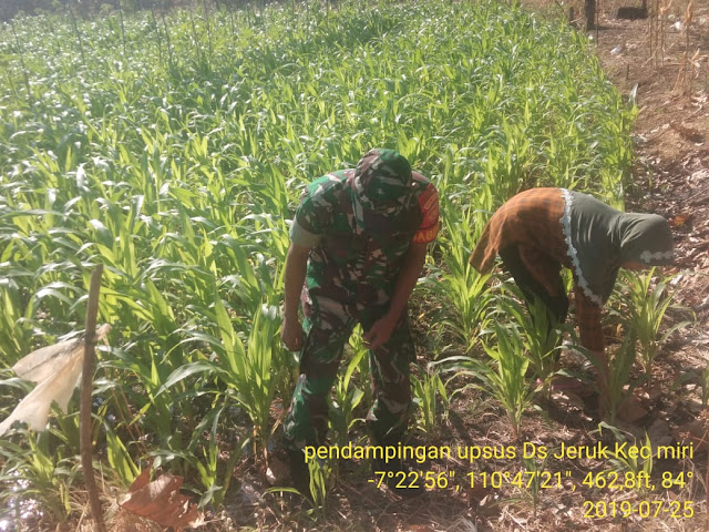 Pantau Pertumbuhan Jagung, Babinsa Desa Jeruk Ingin Hasil Panen Nanti Maksimal