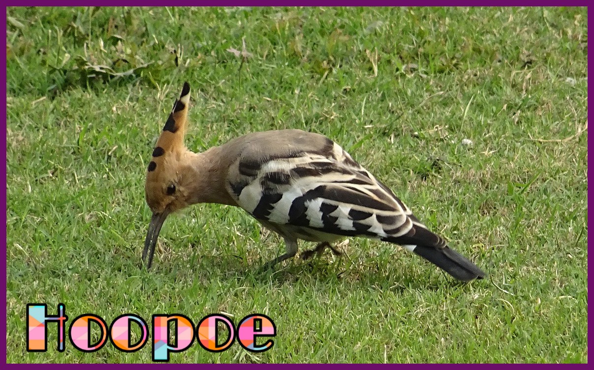 हुदहुद पक्षी के बारे में 20 मजेदार रौचक तथ्य Hoopoe Bird Facts In