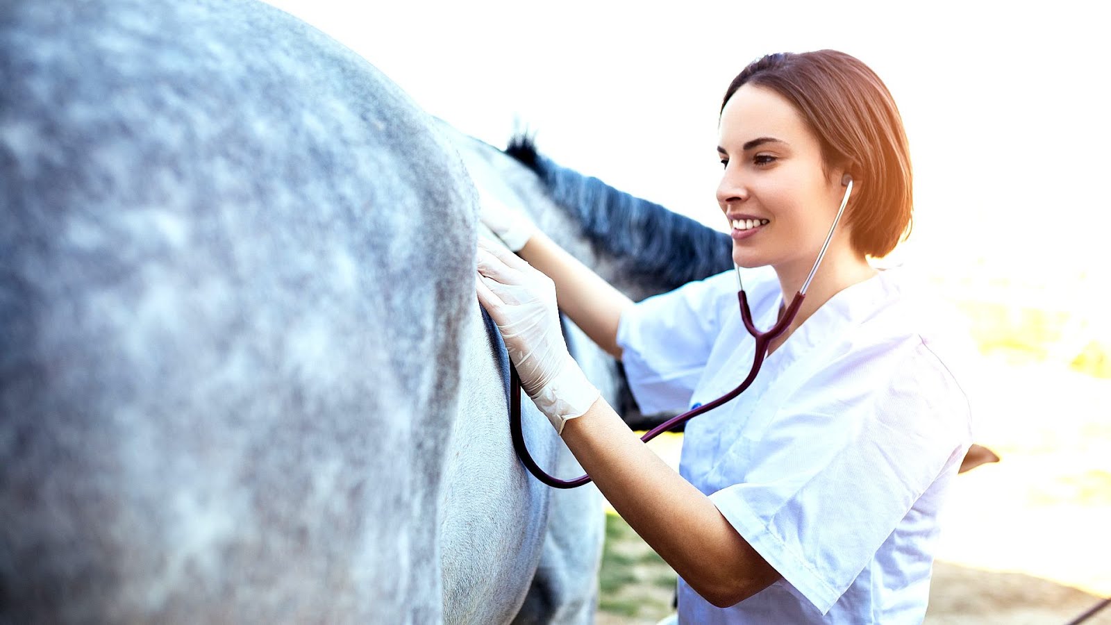 Chiropractic White Horse Chiropractic Horse Choices