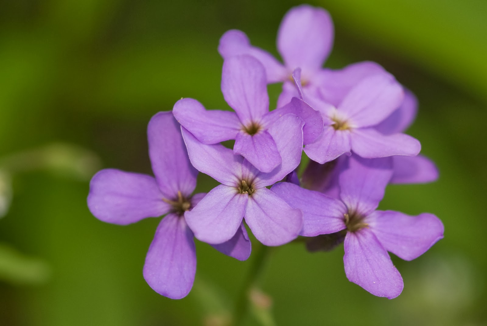 purple flowers in ohio purple flowers in ohio