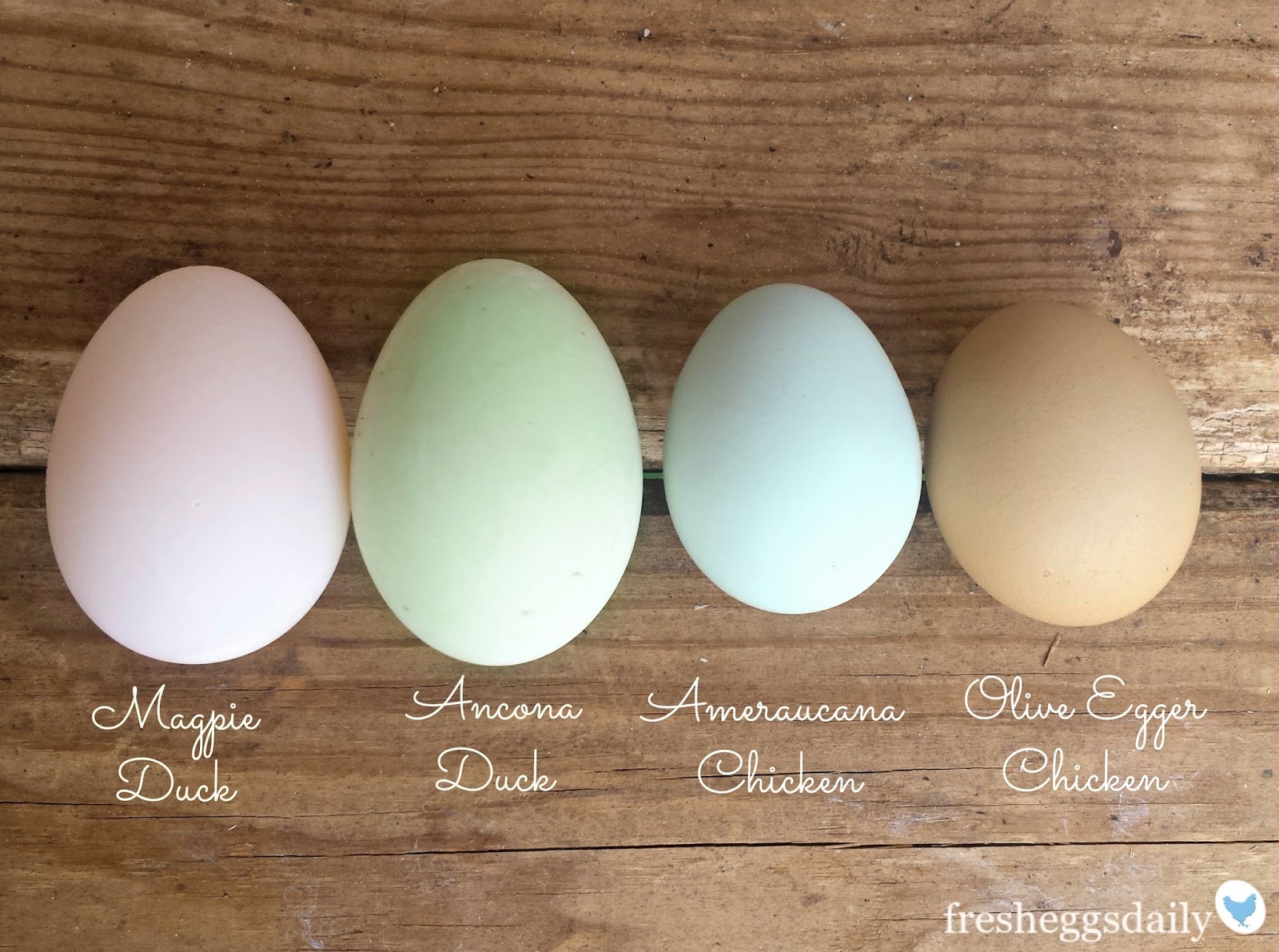 Egg Size Comparison Chart