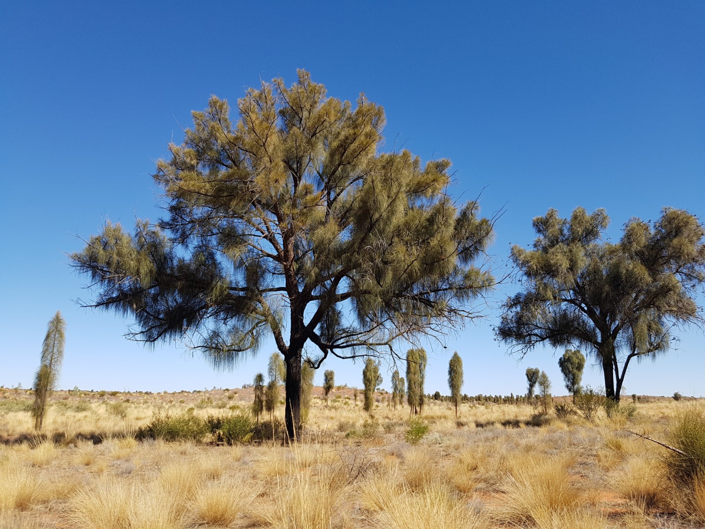 Sandra Pearce Ode to the Desert Oak