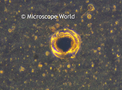 plastic film under the microscope