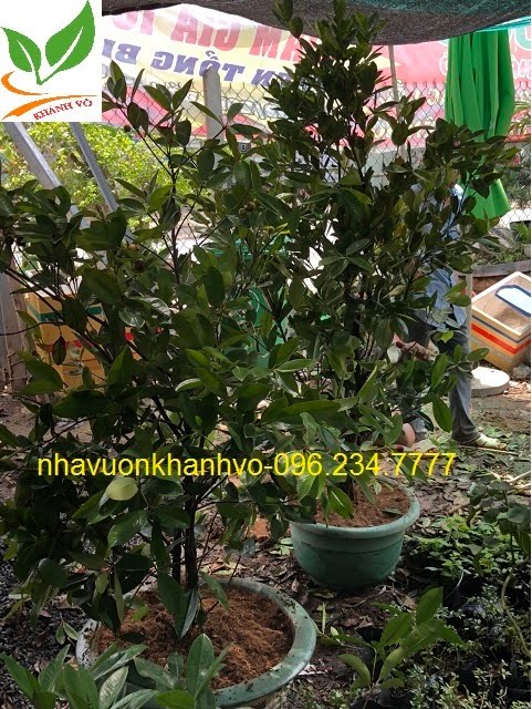 cherry brazil, giống cây trồng tốt tại VN. Cherry-brazil-trong-chau