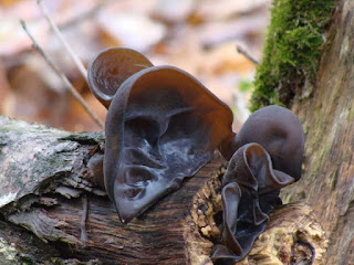 Auricularia auricula-judae DSC72897