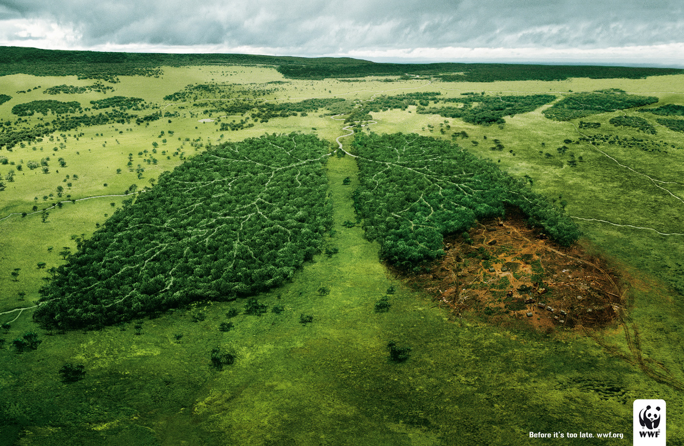 What is deforestation? ~ Green Sabah