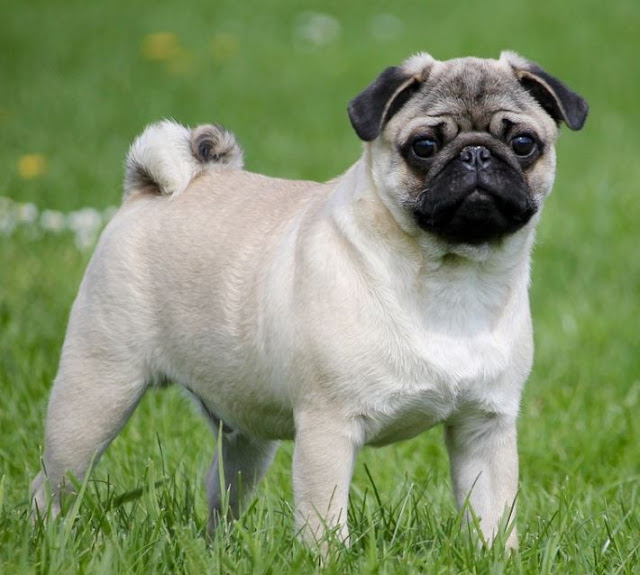 Most Popular Small Dog Breeds in India | Bestfacts.in