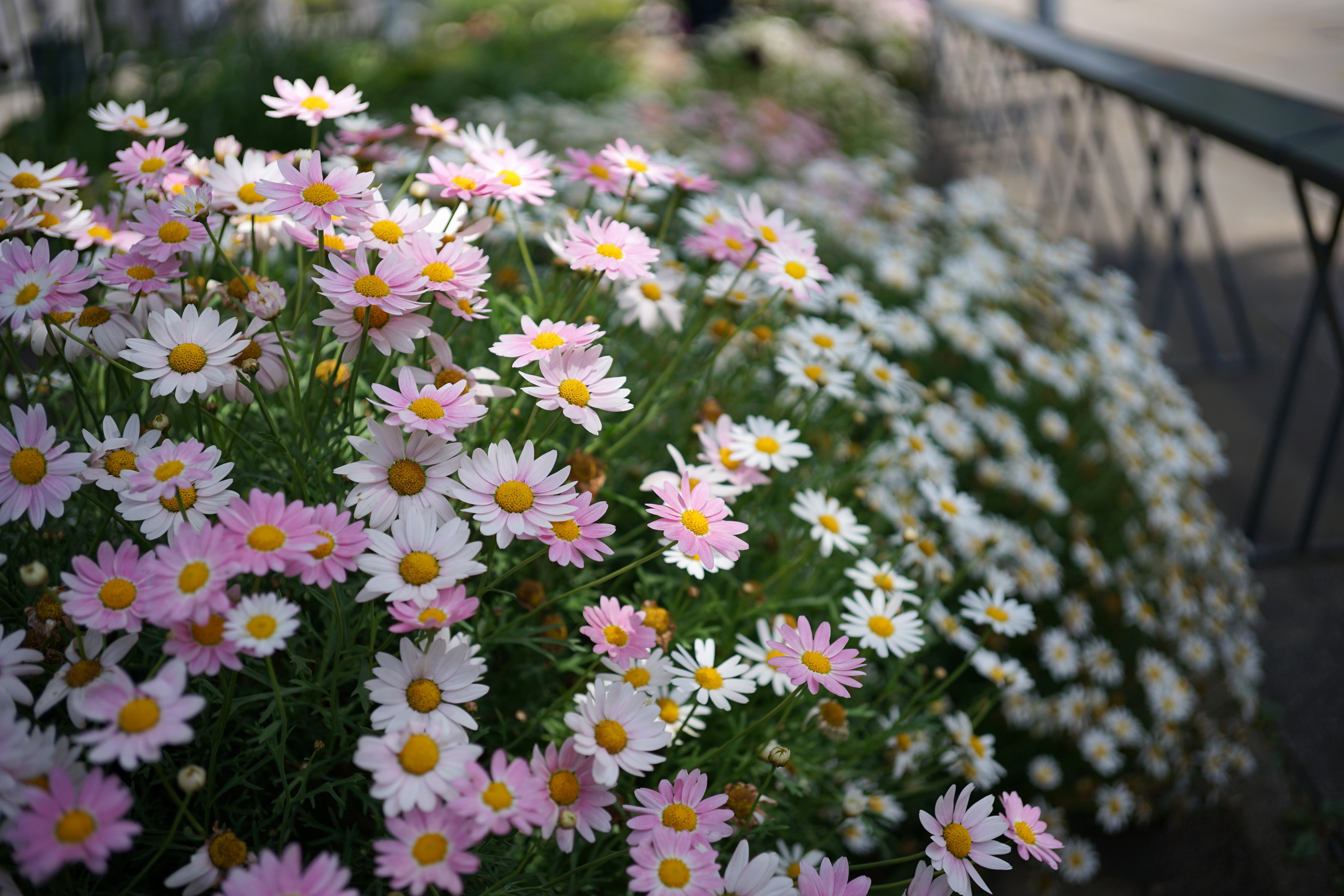 DSC08761.JPG
