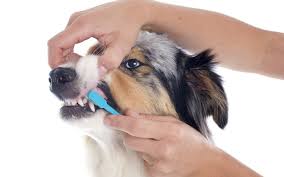 Consejos dentales esenciales para perros Consejos dentales esenciales para perros