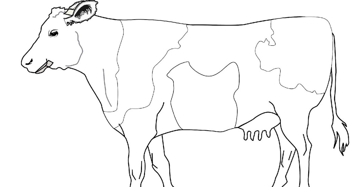 Menebalkan Huruf S dan Mewarnai Gambar Sapi