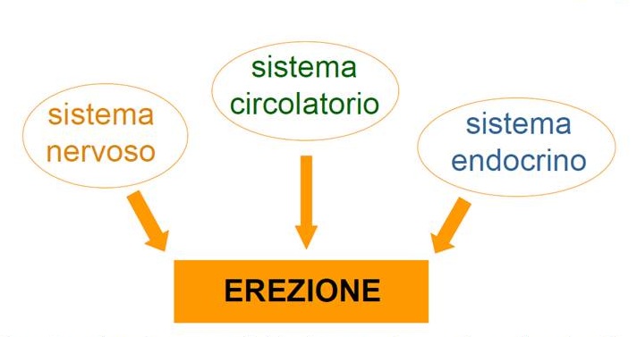 Impotenza, I meccanismi dell'erezione, Il meccanismo ormonale