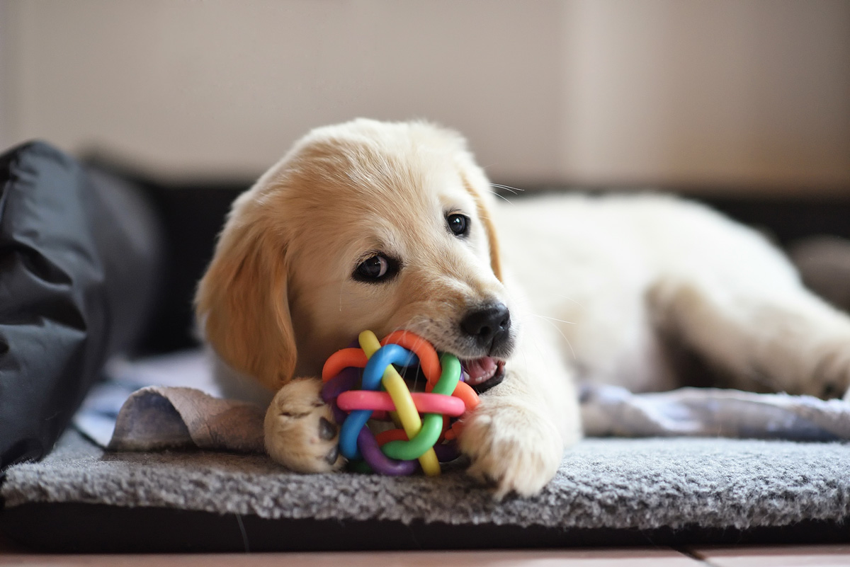 10 Socialization & Training Games you Should Play with your Puppy