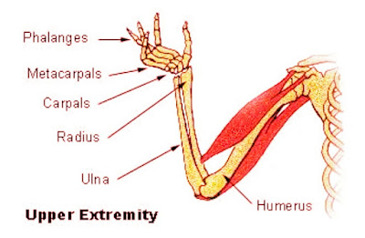 Fungsi Tulang Hasta Atau Ulna Fungsi Tulang Hasta Atau Ulna
