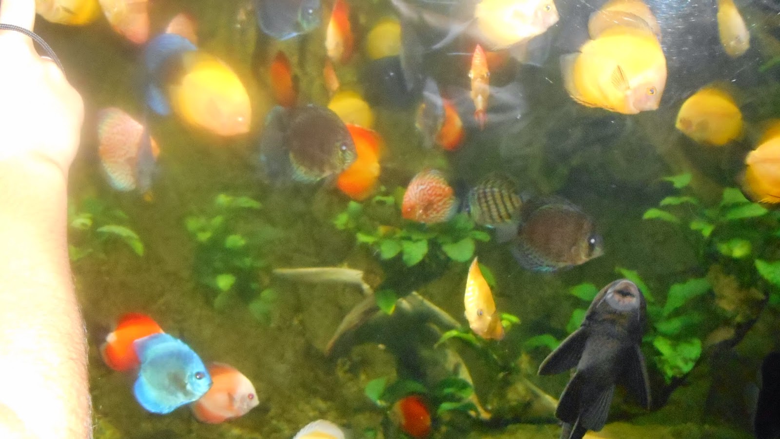 рыбки  в аквариуме