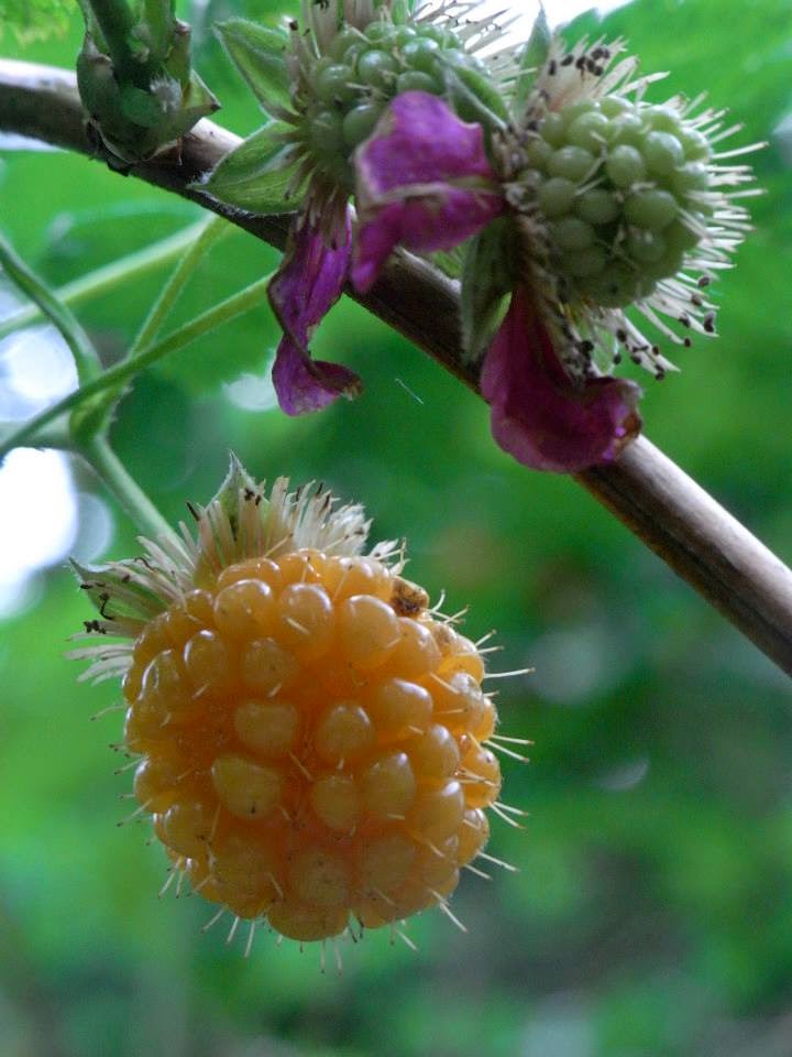 Tasting the Juice and the Sweetness of Life