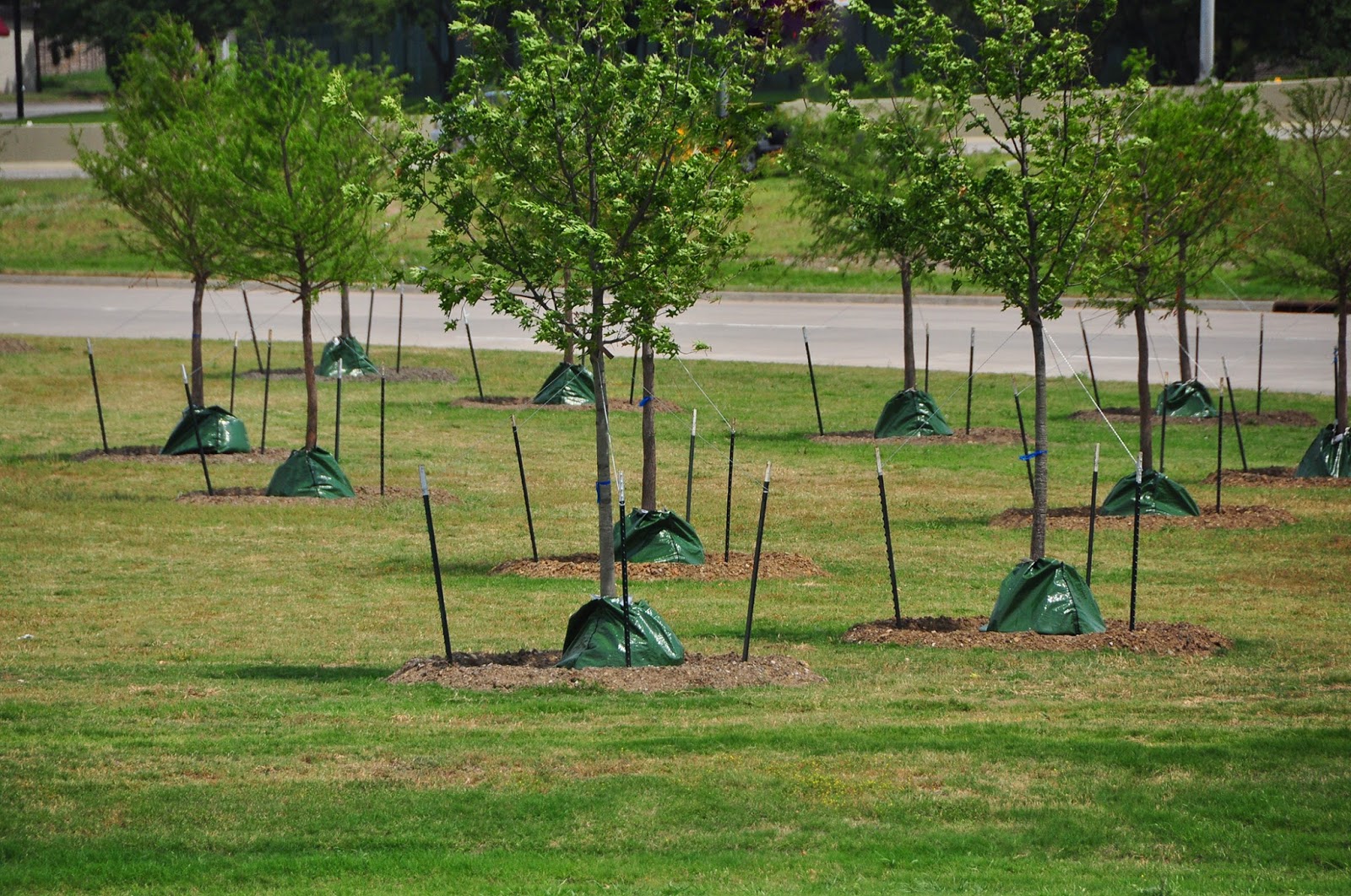 Ask A Master Gardener Fall is the Best time of the Year to Plant Trees