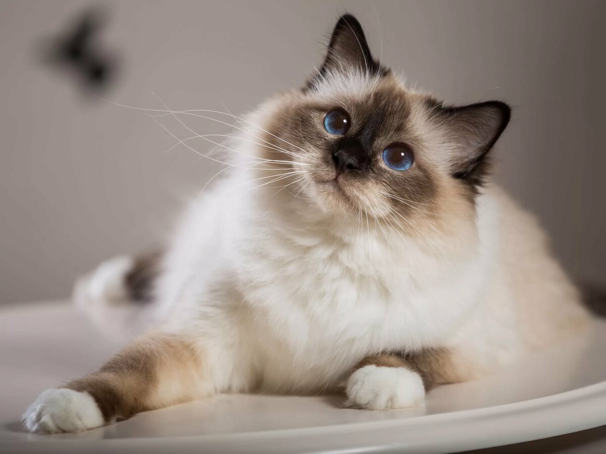The 6 Best Cat Breeds for FirstTime Owners Cute Healthy Paws
