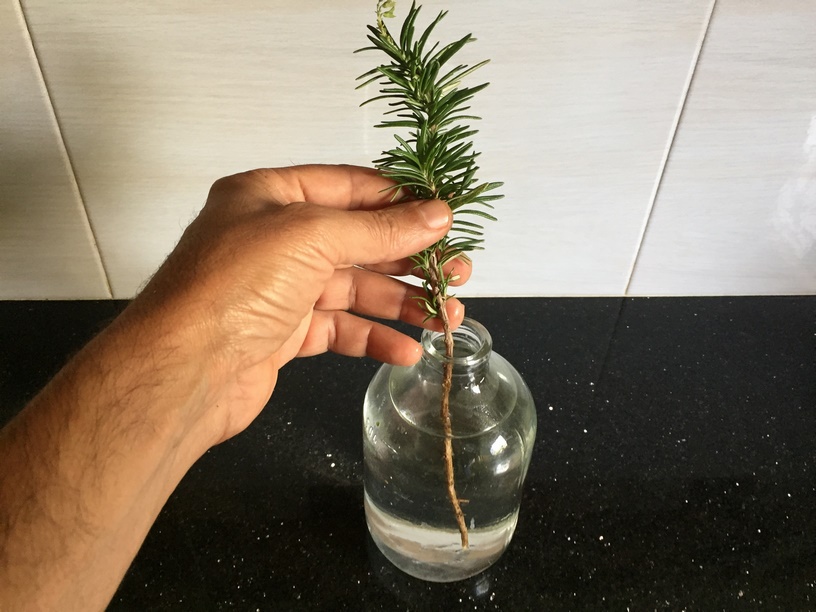 How to Propagate Rosemary in Water
