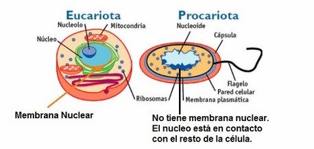 Celula procarionte y ucarionte