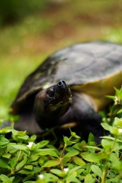 Mengenal jenis kura-kura lokal asli indonesia "BAJUKU-BYUKU-BATAGUR"