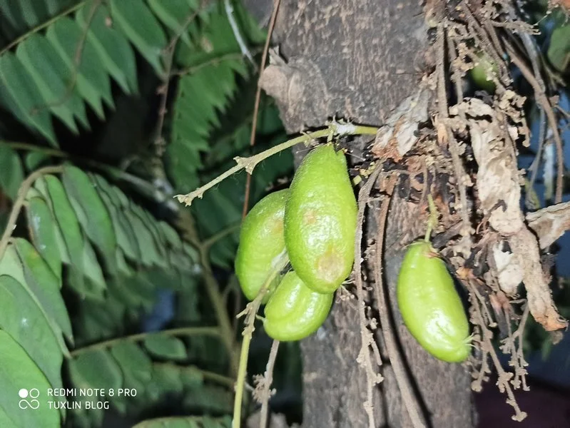 Hasil Foto Kamera Xiaomi Redmi Note 8 Pro