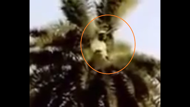 VIDEO : Subhanallah, Orang ini Shalat Diatas Pohon Kelapa VIDEO : Subhanallah, Orang ini Shalat Diatas Pohon Kelapa