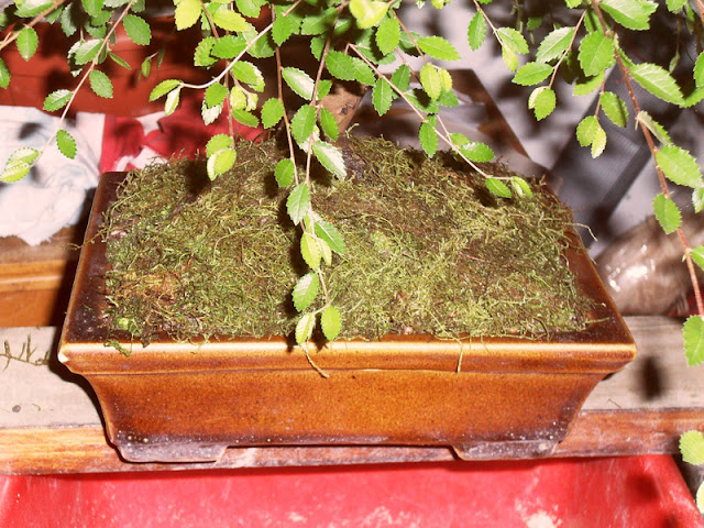 Bonsai Web: Plantando musgo...