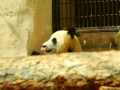 panda in Moscow Zoo June 2019